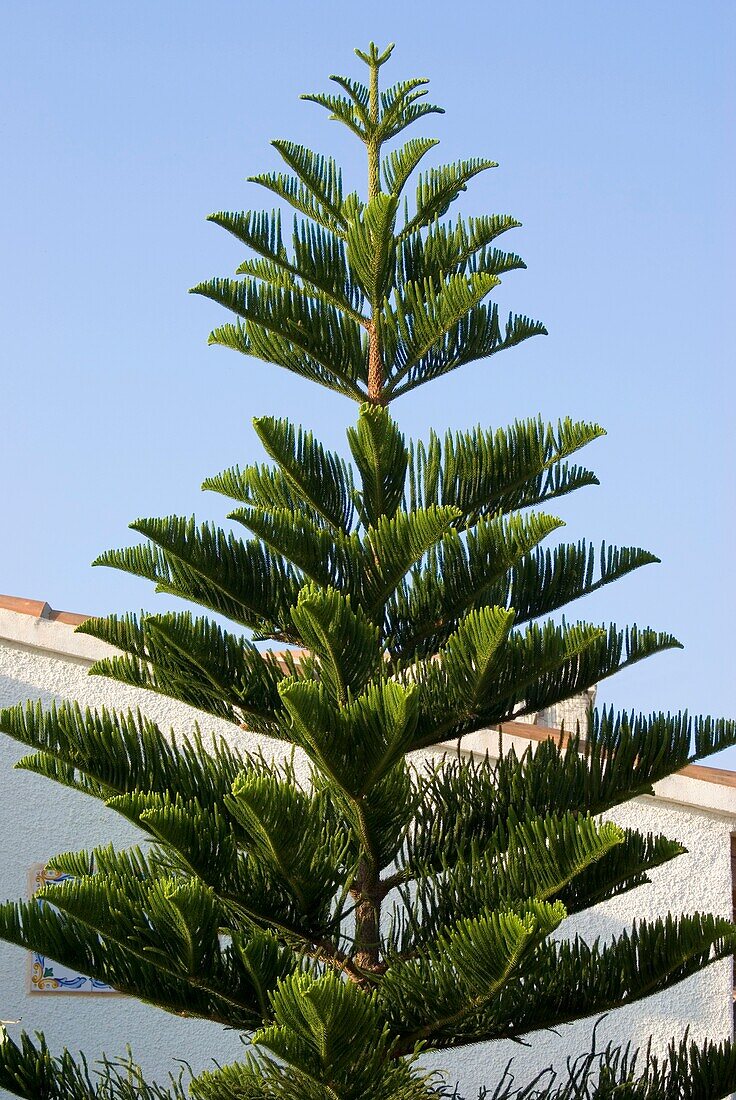 Pine tree in Spain