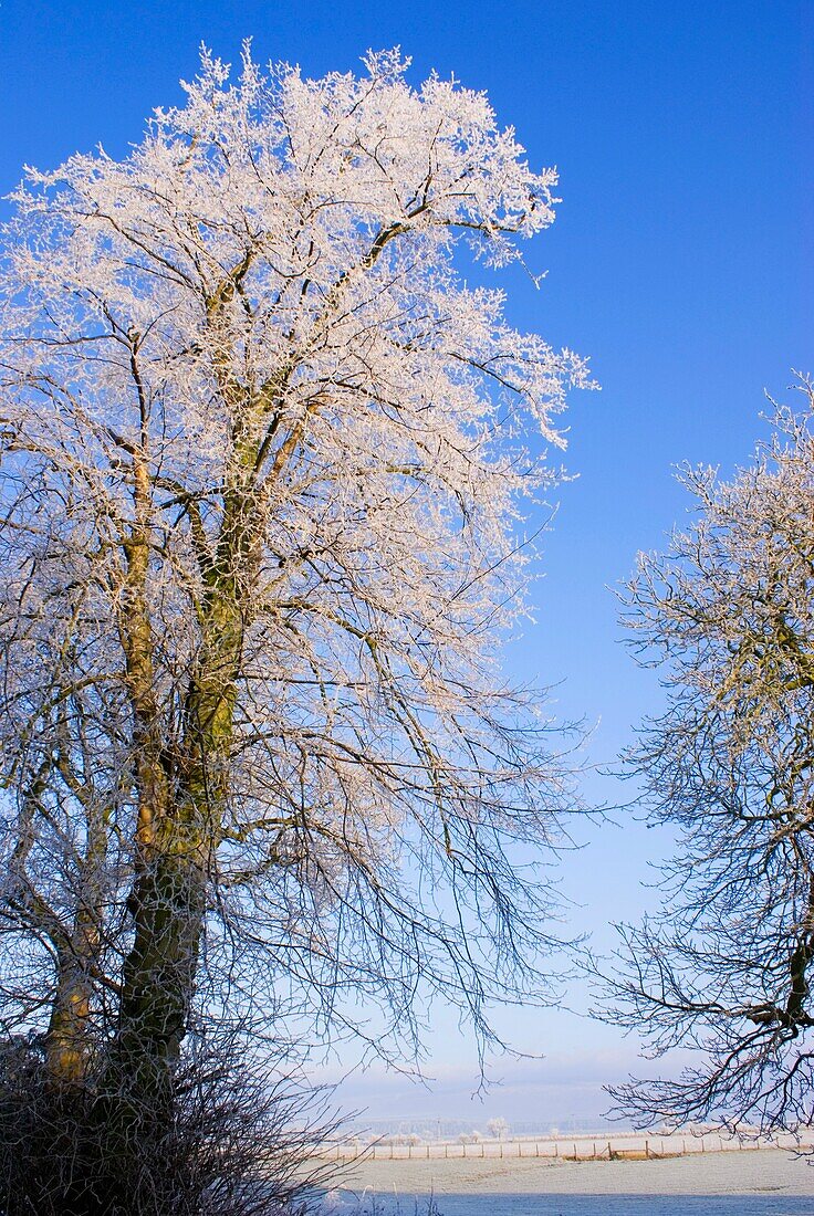 Frost-covered tree in Cumbria