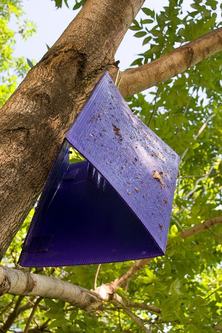 Insect trap in tree.