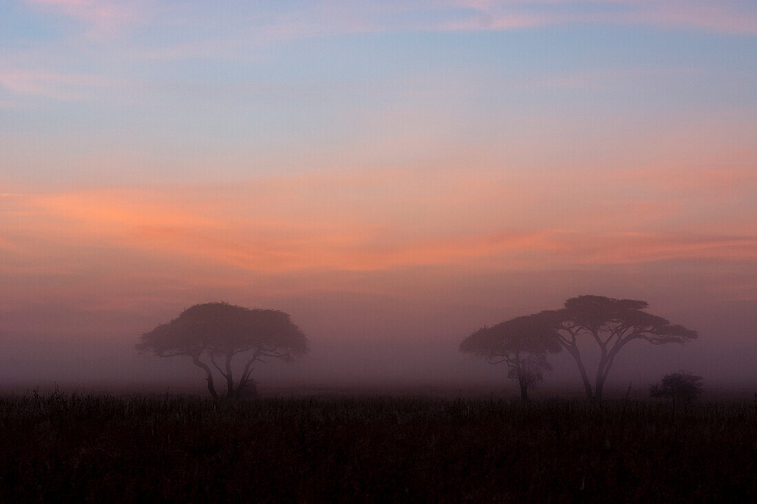 Sunrise over acacia trees