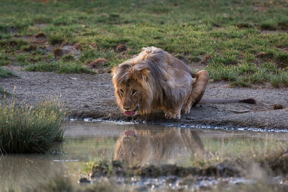 Male lion drinking at a waterhole