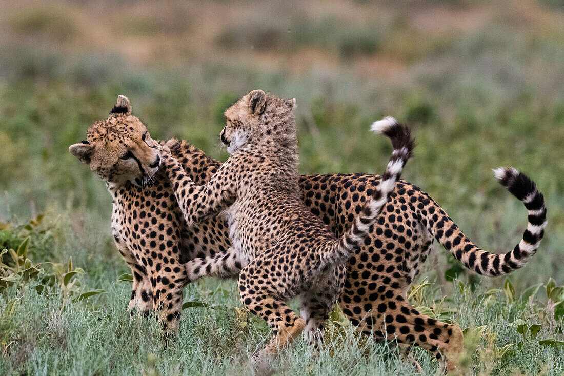 Cheetah mother and cub playing