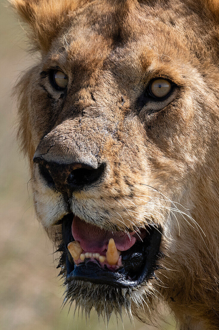 Male lion