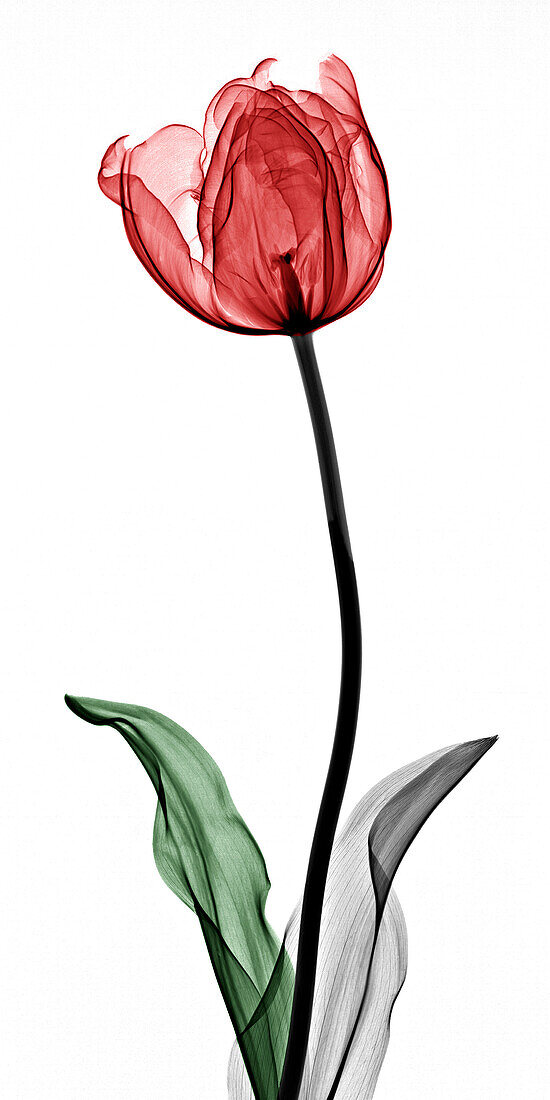 Tulip flower, X-ray
