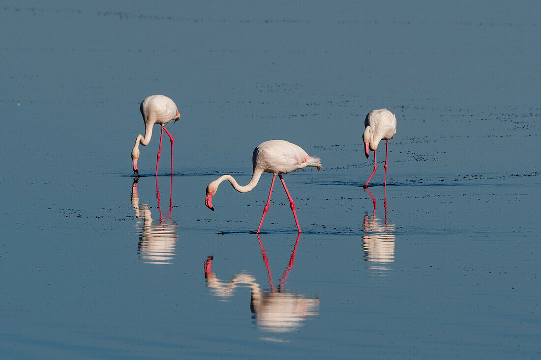 Greater flamingos feeding in Lake Ndutu, Tanzania