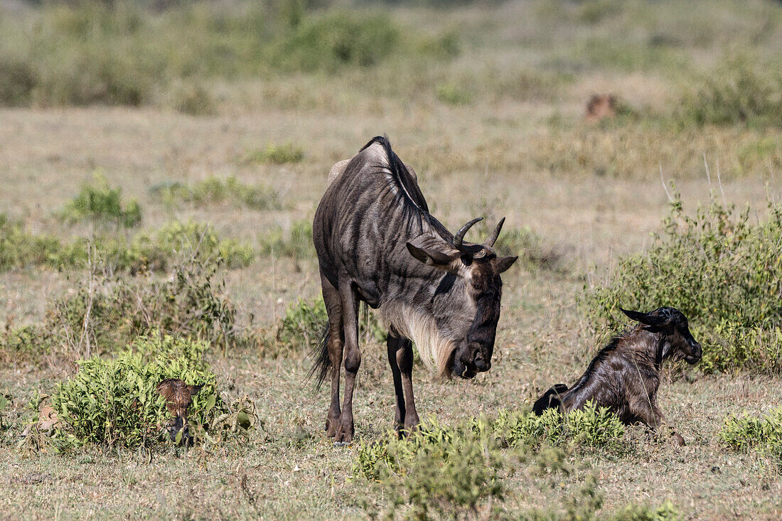 Wildebeest looking at newborn calf trying to stand up