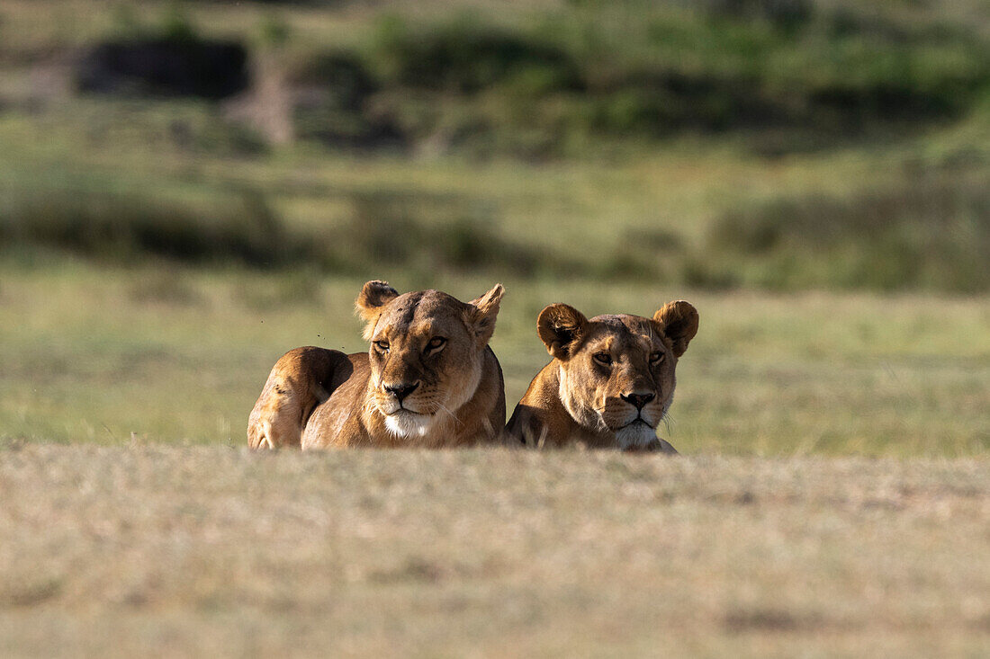 Two lionesses resting