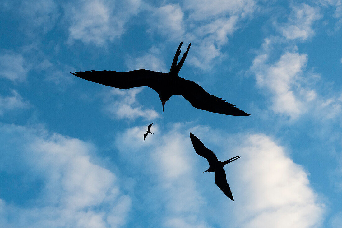 Great frigate birds in flight