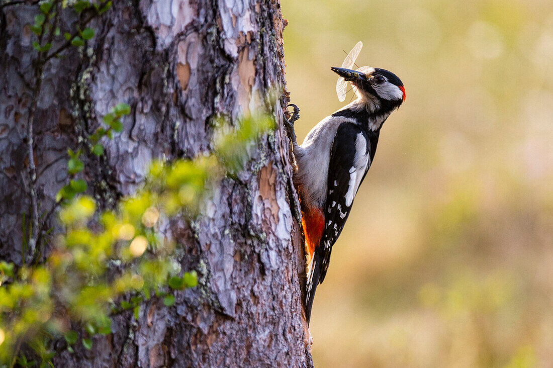 Great spotted woodpecker on a pine tree trunk