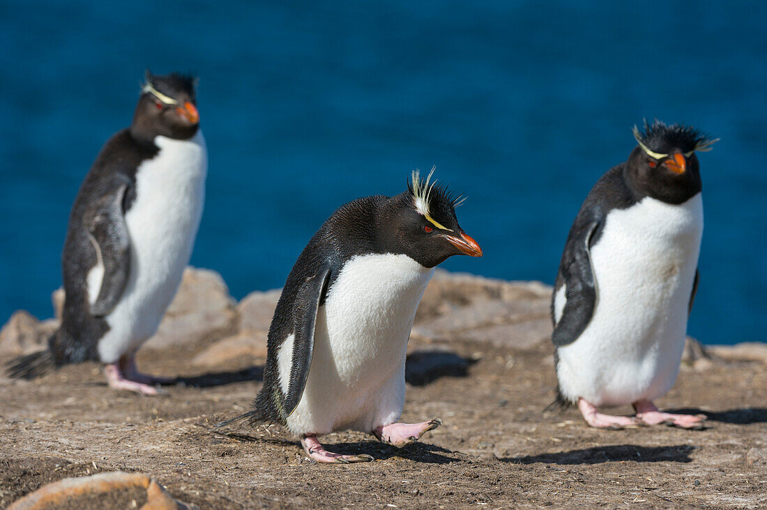 Three rockhopper penguins on a cliff