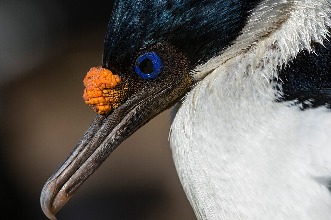 Imperial shag