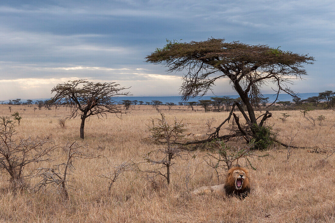 Male lion resting and yawning near a stand of acacia trees