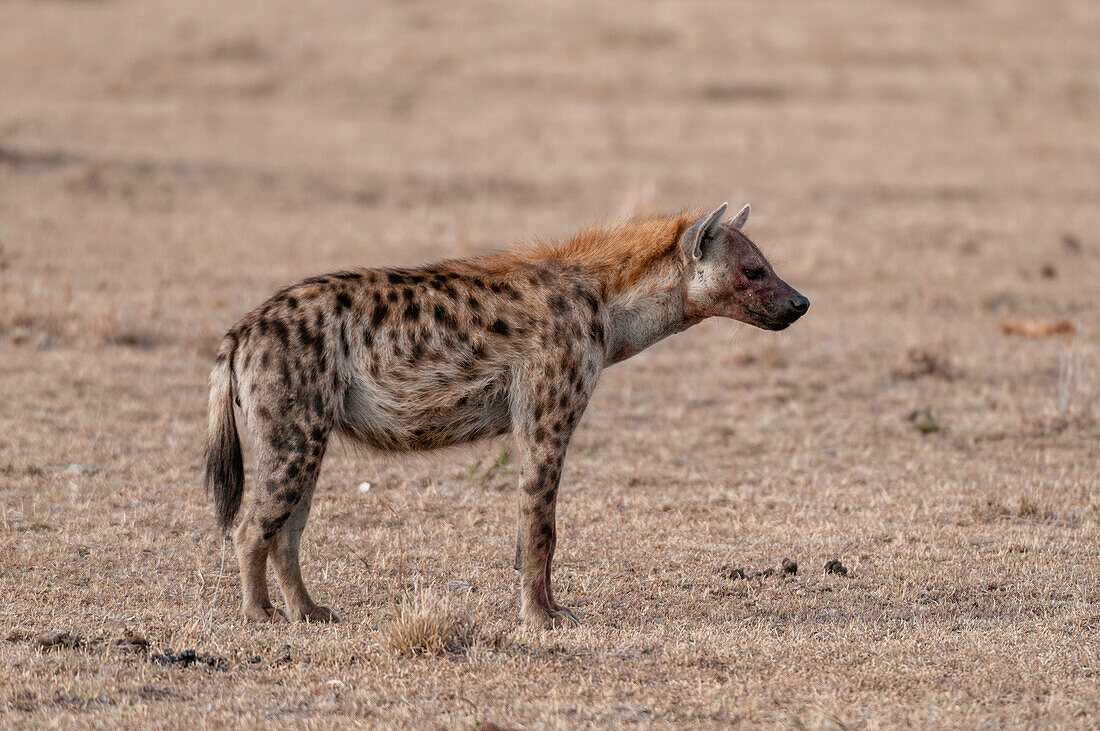 Portrait of a spotted hyena with blood on its face after eating
