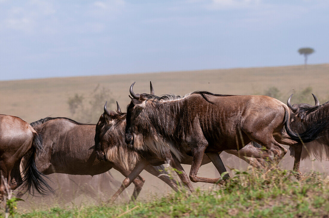 Herd of wildebeest running