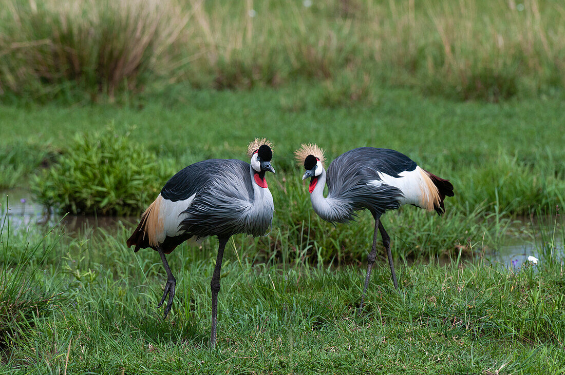Two grey-crowned cranes hunting in a marshy area