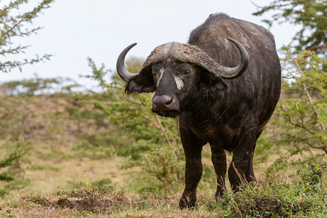 Cape buffalo