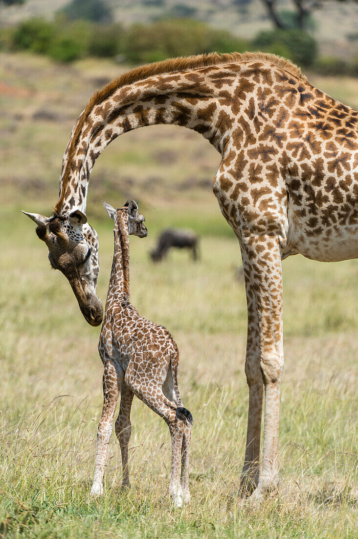 Masai giraffe mother and newborn calf