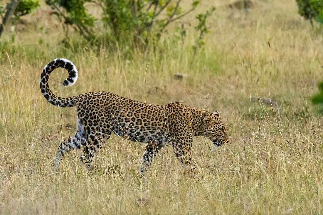 Leopard walking in dry grass