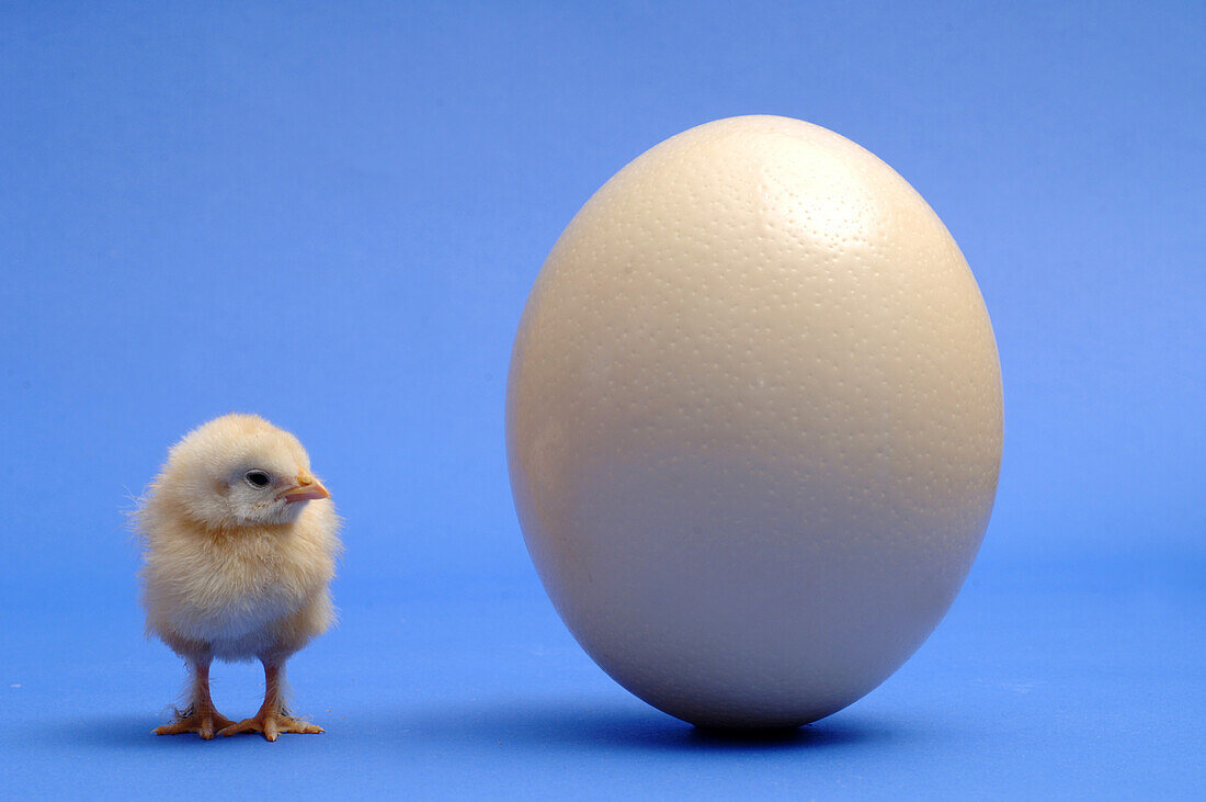 Chick next to ostrich egg