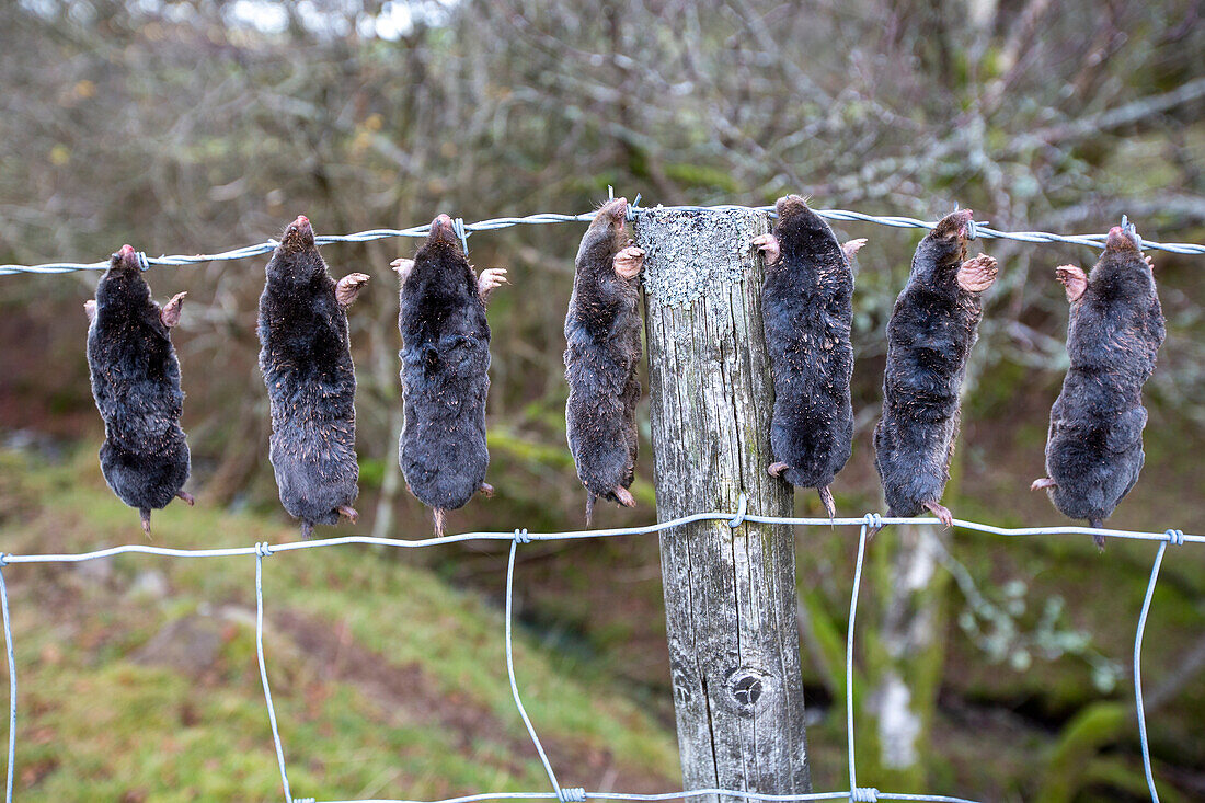 Moles strung up on barbed wire fence