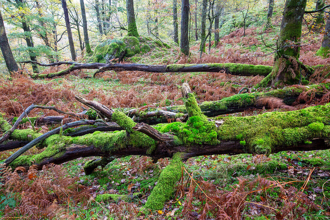 Moss covered fallen tree