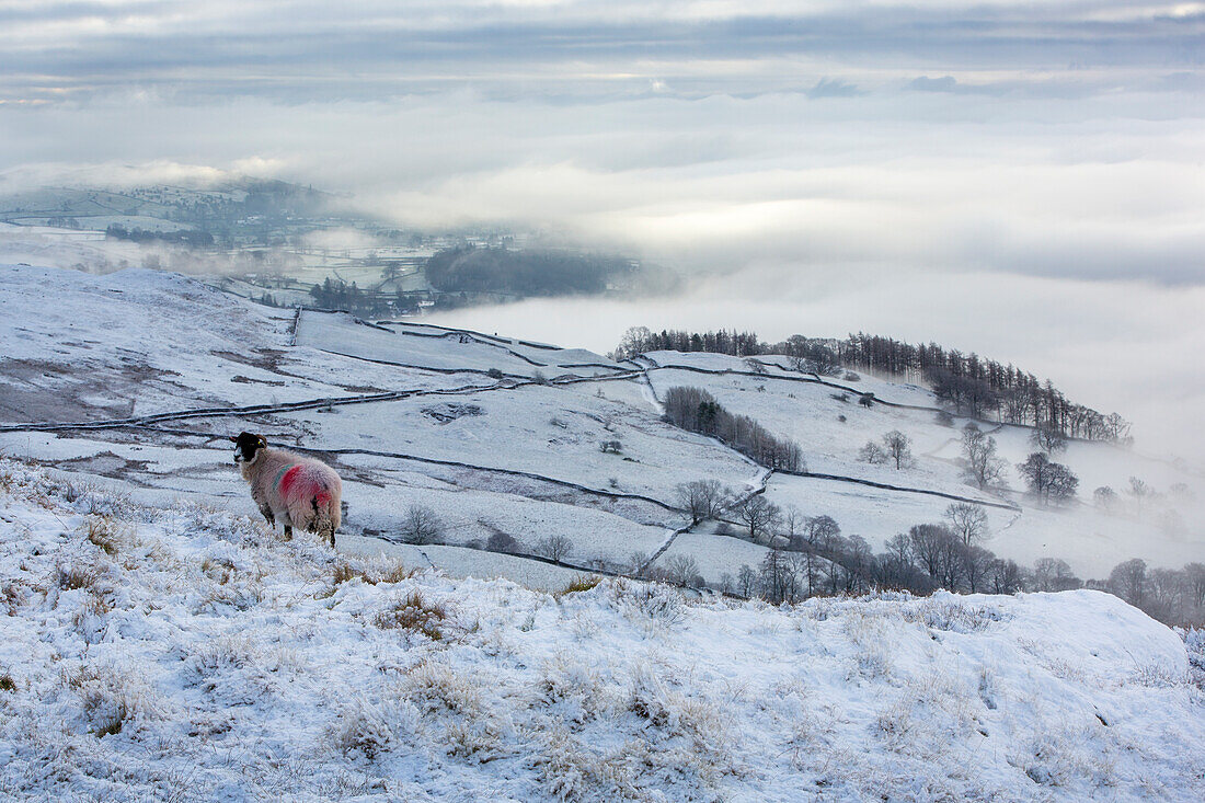 Sheep above fog