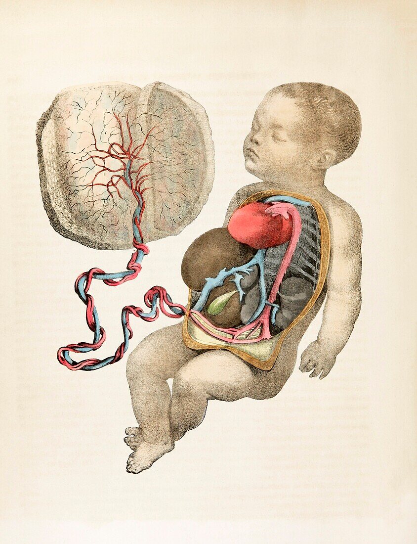 Foetus and placenta, 19th century illustration