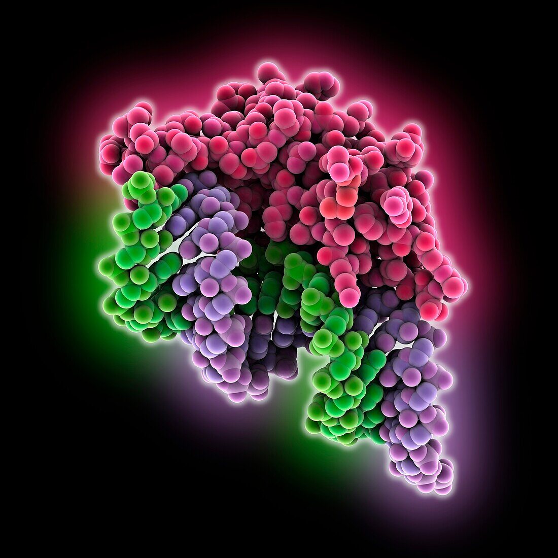 siRNA complexed with p19 virus protein, molecular model