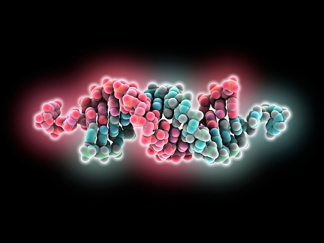 Small interfering RNA, molecular model