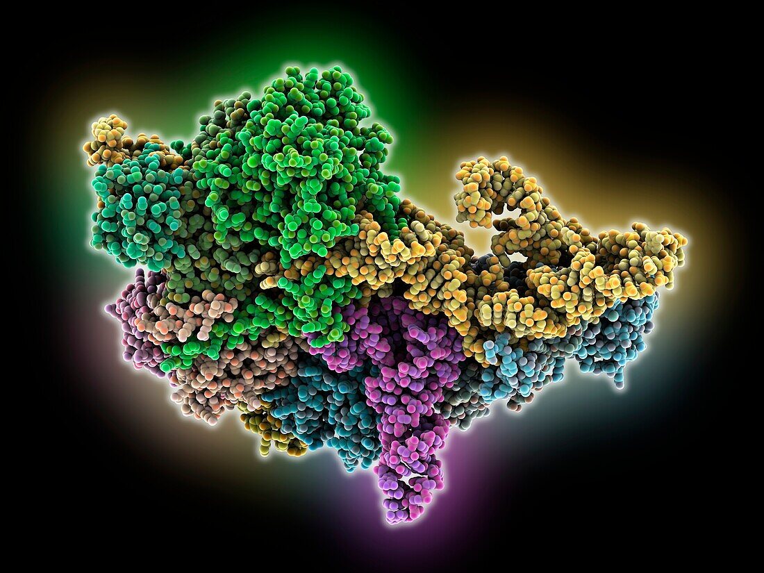 Human ribonuclease P with mature tRNA, molecular model