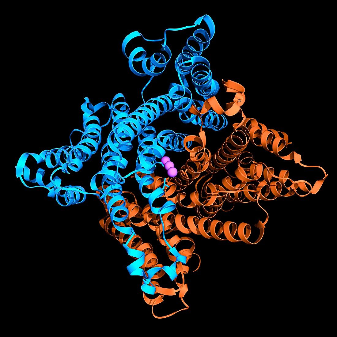 Membrane potassium channel TMEM175, molecular model