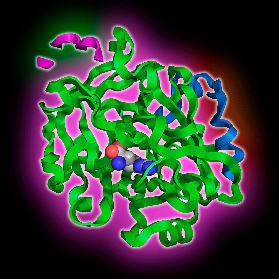 Thrombin in complex with D-arginine, molecular model