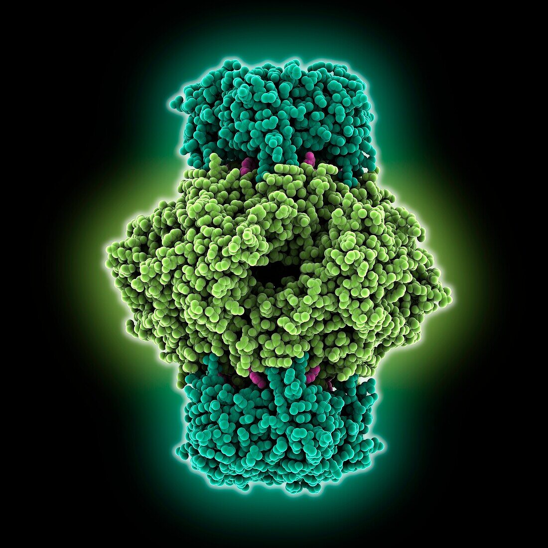 Human GCH-GFRP inhibitory complex, molecular model