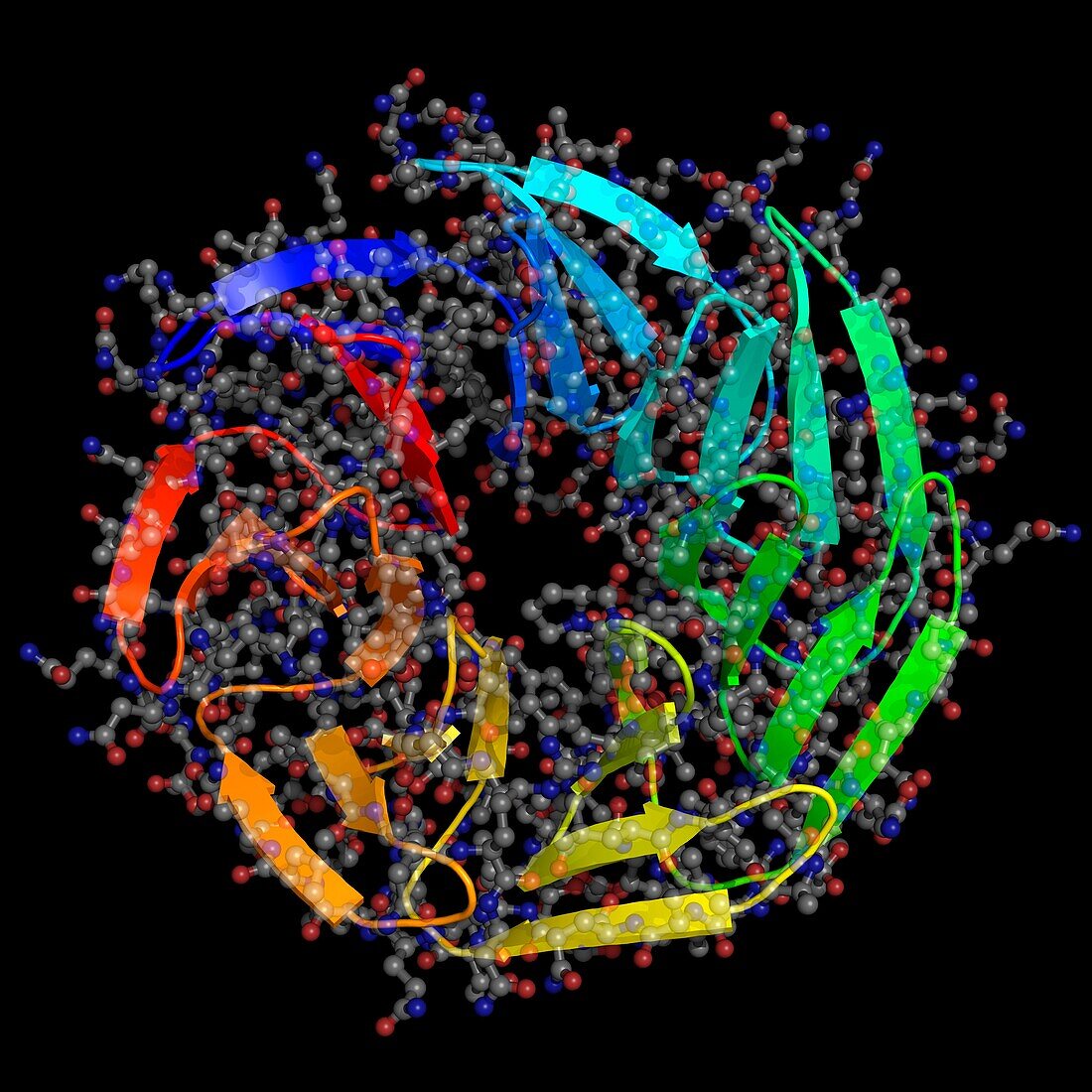 WRAP-T 7-bladed designer protein, molecular model