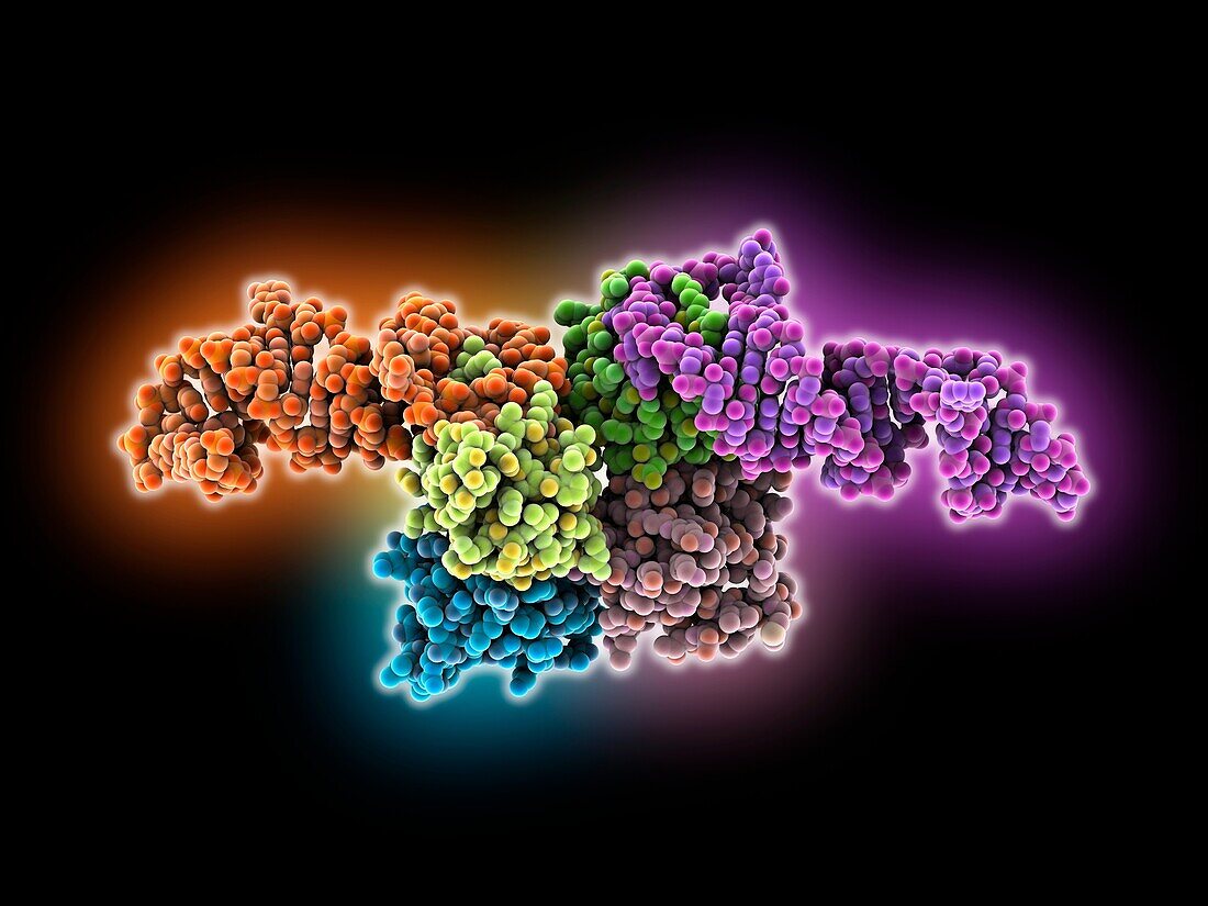 Methyltransferase ribozyme RNA complex, molecular model