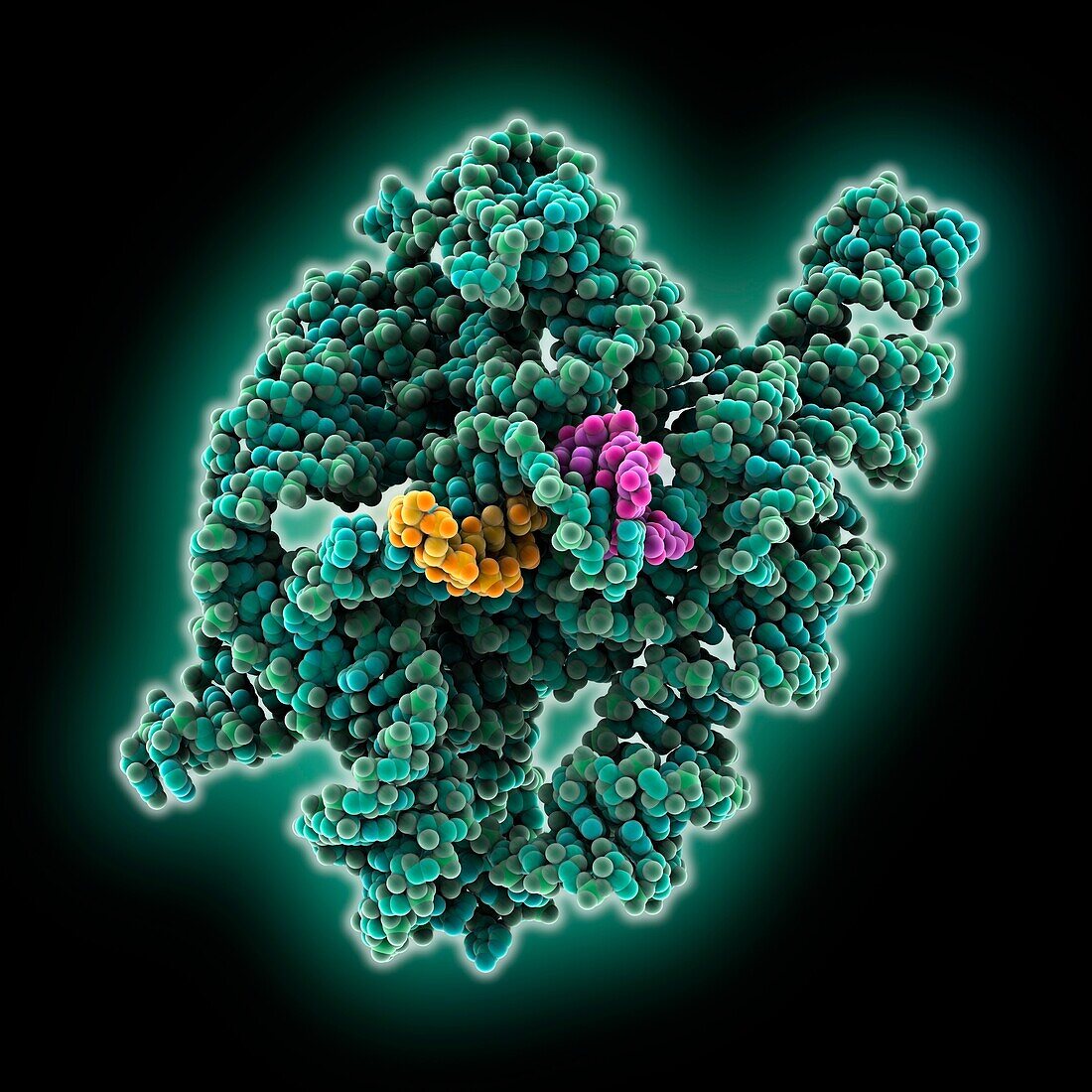 Tetrahymena full-length ribozyme, molecular model