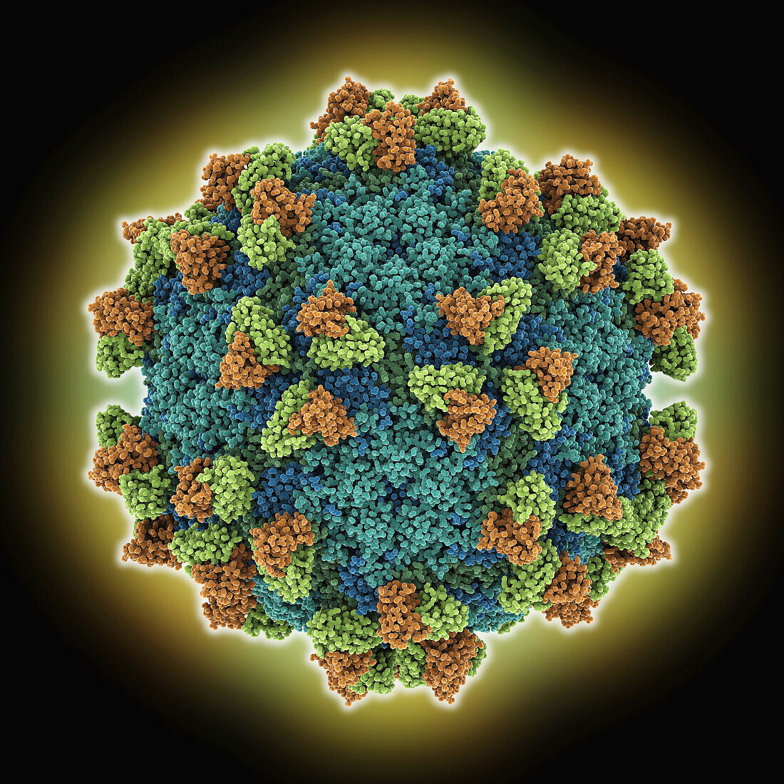 Foot-and-mouth-disease capsid, molecular model