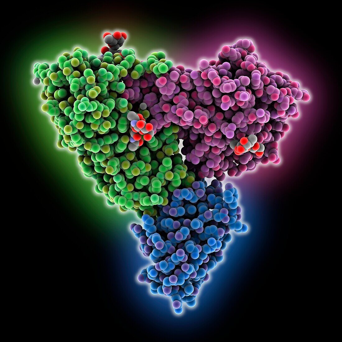 Ricin complexed with antibody V5G6, molecular model