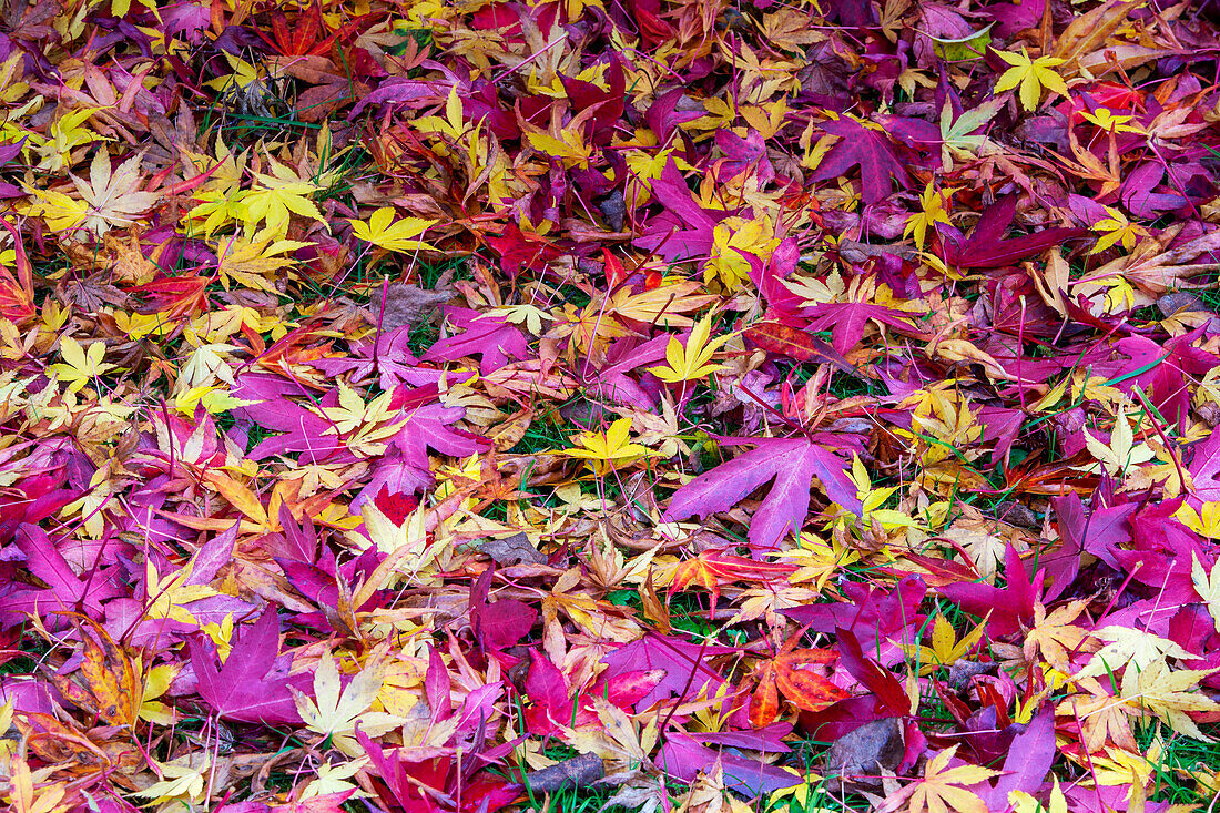 Maple (Acer sp.) leaves in autumn