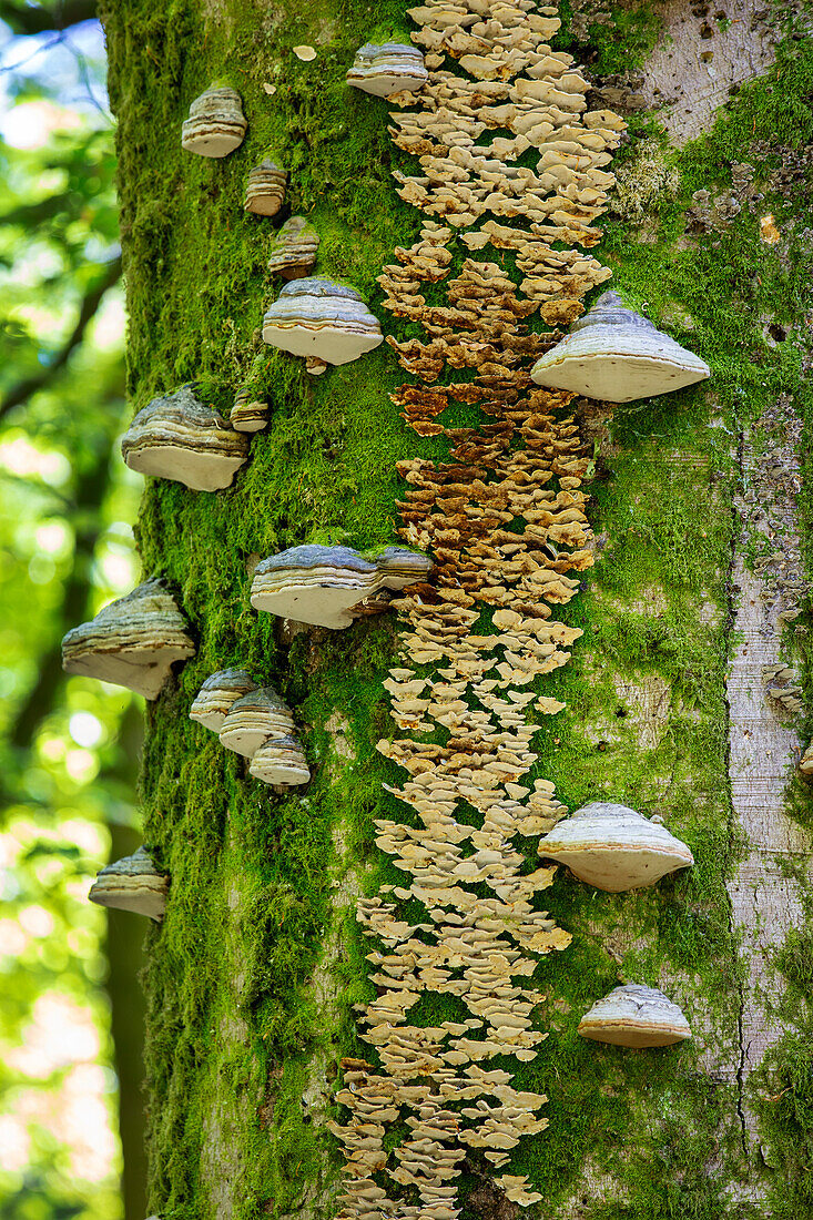 Fungi growing on a tree trunk