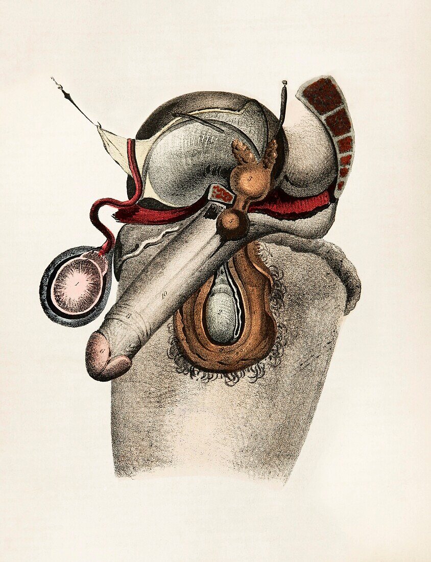 Male pelvic anatomy, 19th century illustration
