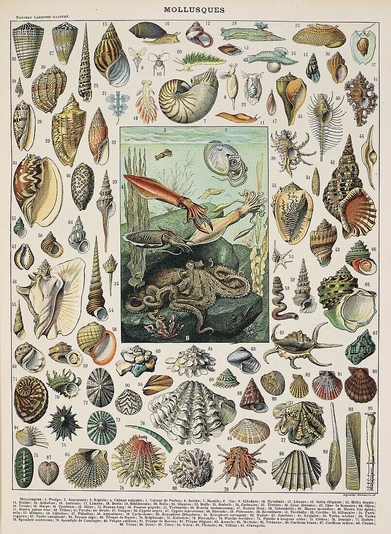 Molluscs, 19th century illustration