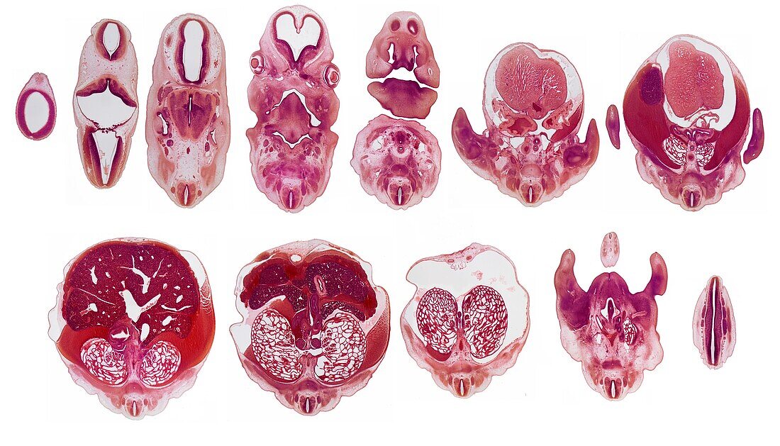 Pig Embryo development, LM