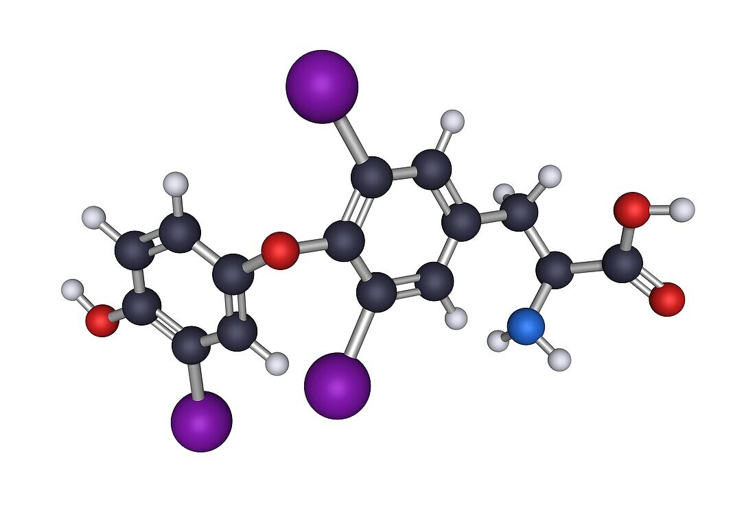 Thyroid hormone T3, molecular model