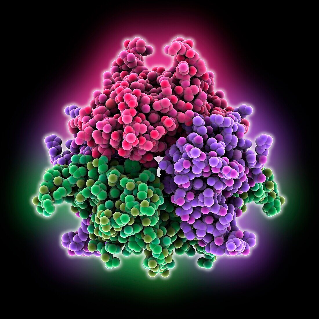 SARS-CoV2 Nsp9 RNA-replicase, molecular model