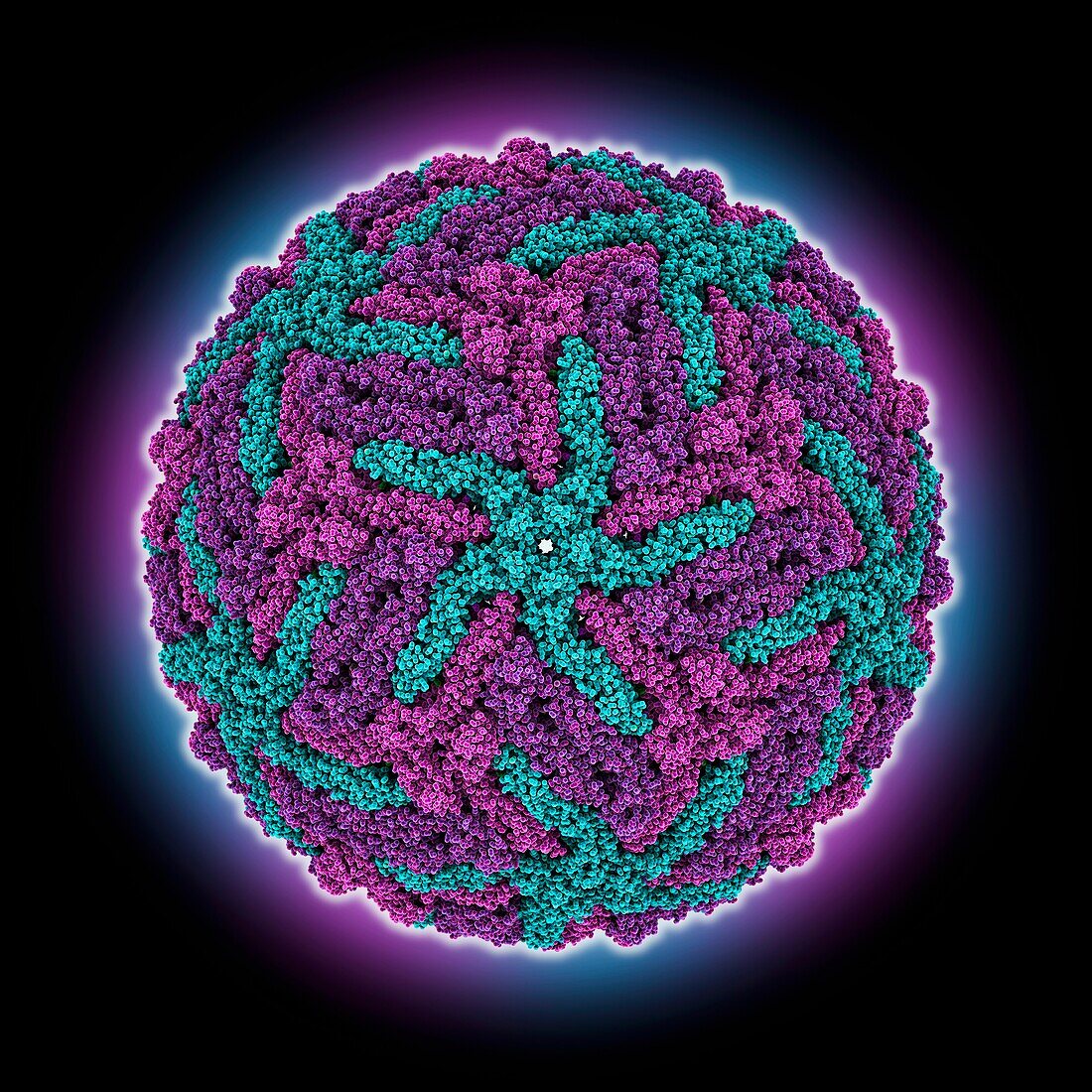 Usutu virus capsid, molecular model