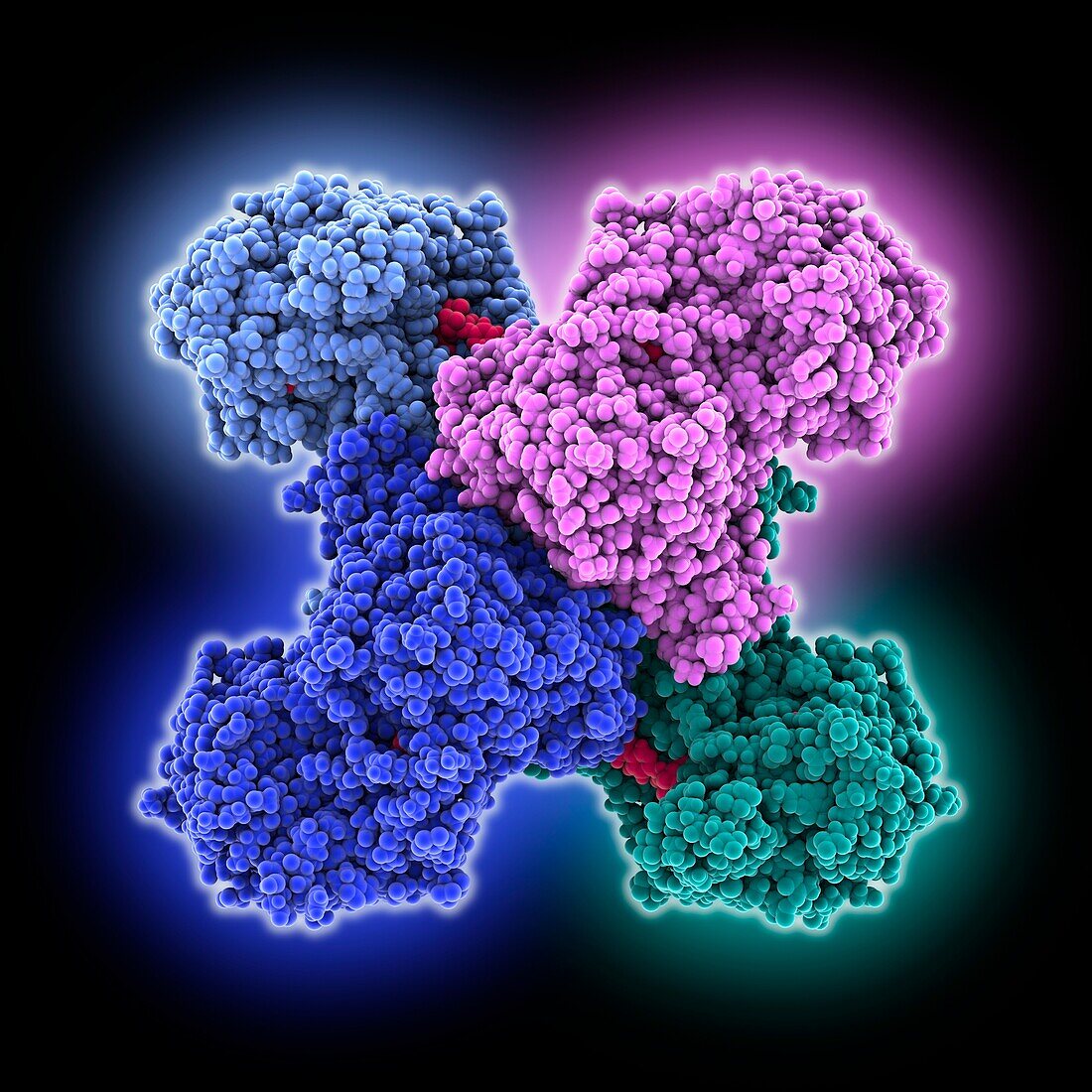 Human cytidine triphosphate synthase 1, molecular model