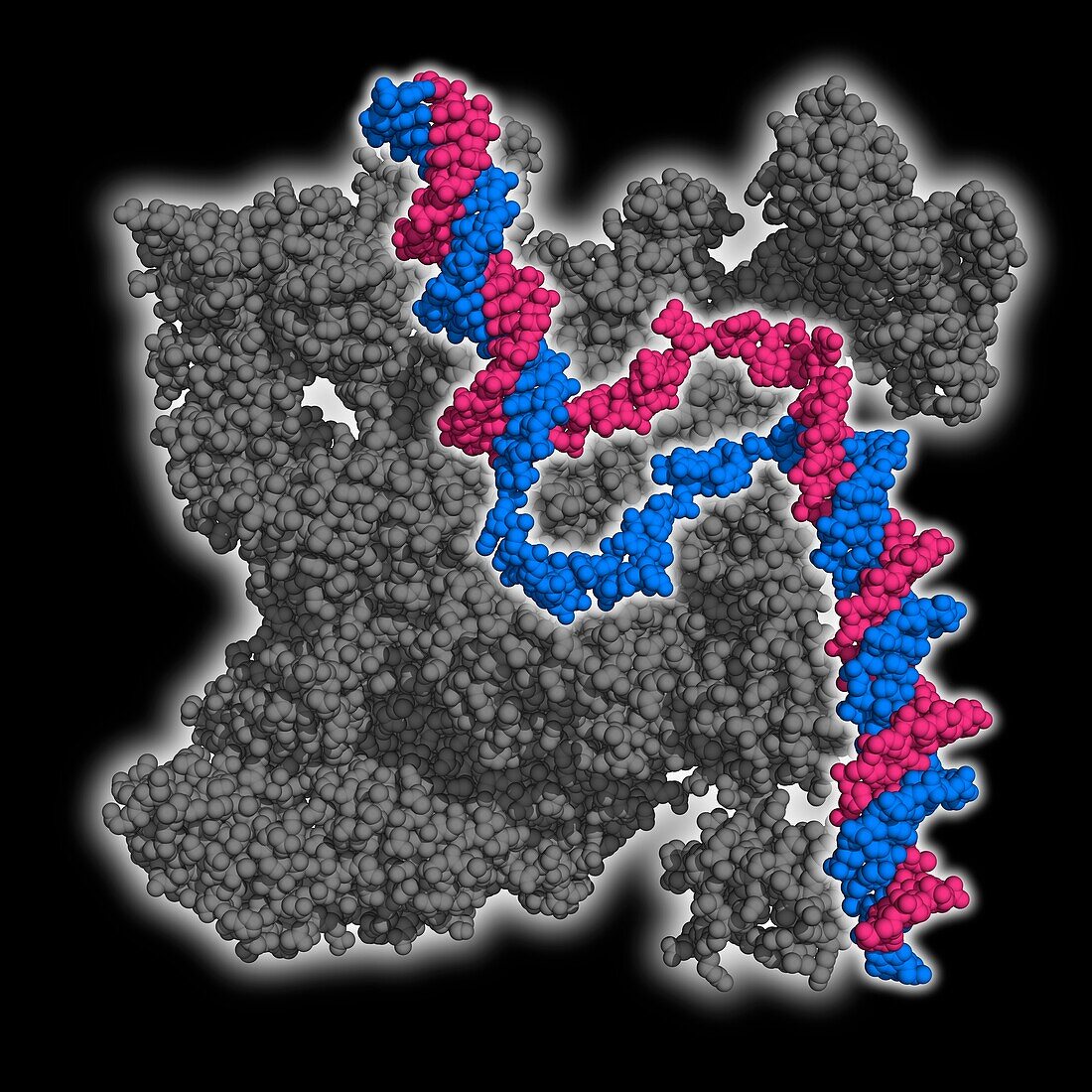 RNA polymerase with promoter DNA, molecular model