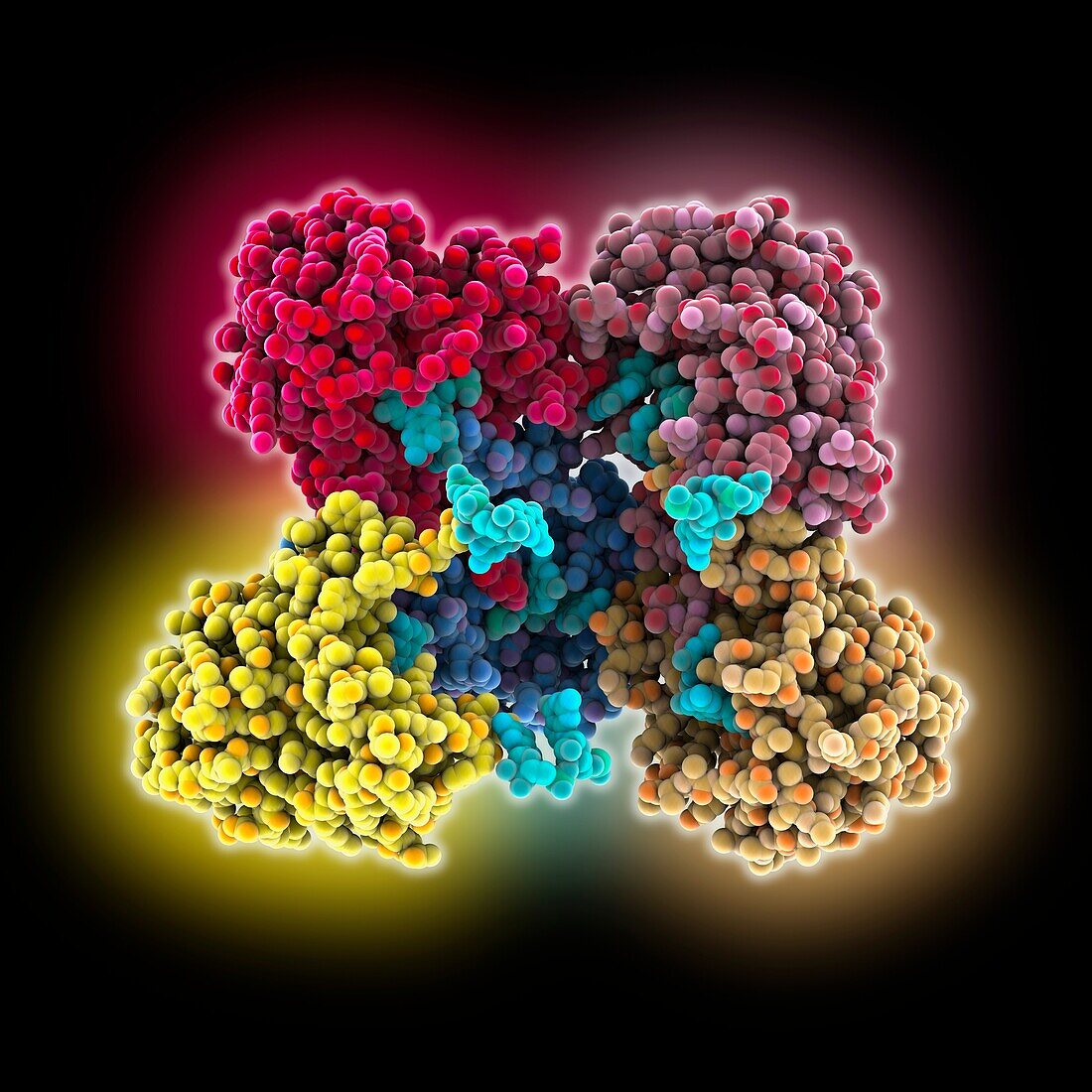 NanoRNase C complexed with RNA, molecular model