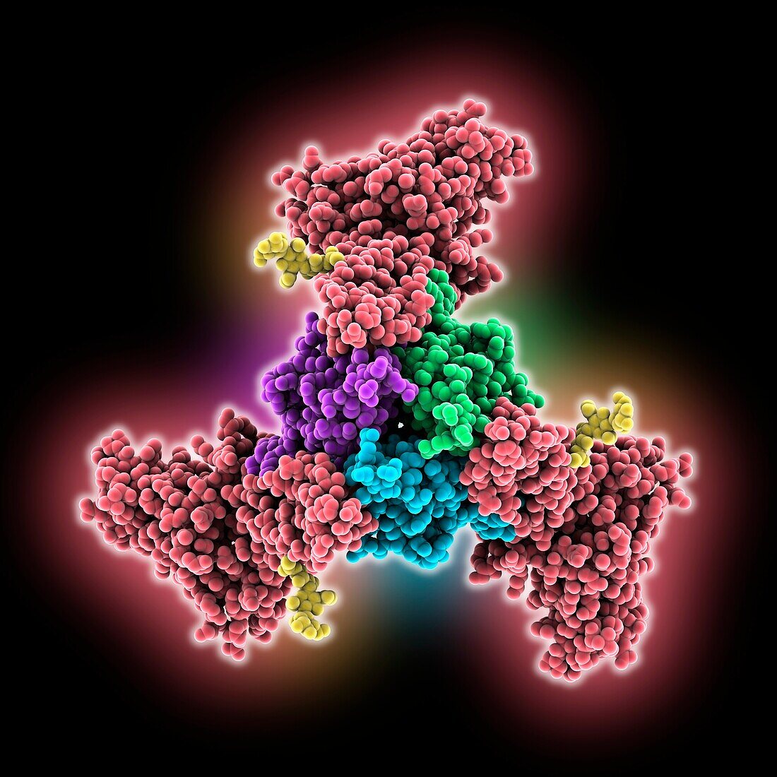 Tumour necrosis factor superfamily complex, molecular model